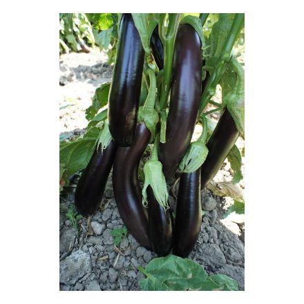 Aydın Siyahı Patlıcan Tohumu 500 Gr resmi