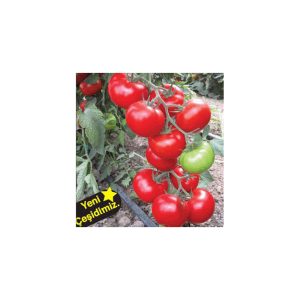 Bt Zeyno F1 Sırık Domates Tohumu resmi
