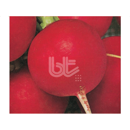 Bt Burkır İri (Kırmızı Turp) Turp Tohumu resmi
