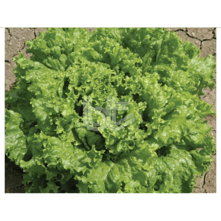 Bt Süper İri Kıvırcık 016 Marul Tohumu resmi