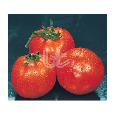 Falcon Domates Tohumu resmi