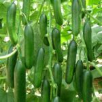 Zirve F1 Hıyar Tohumu (Tekli) resmi