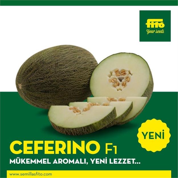 Ceferino F1 Kavun Tohumu (Piel De Sapo) resmi