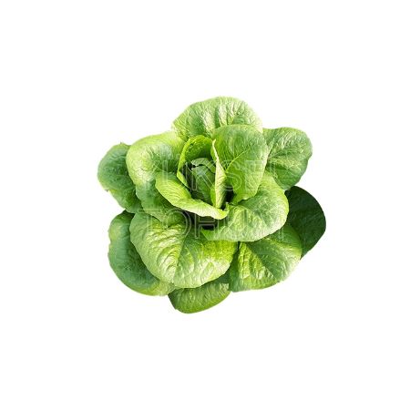 Mozole Marul Tohumu resmi