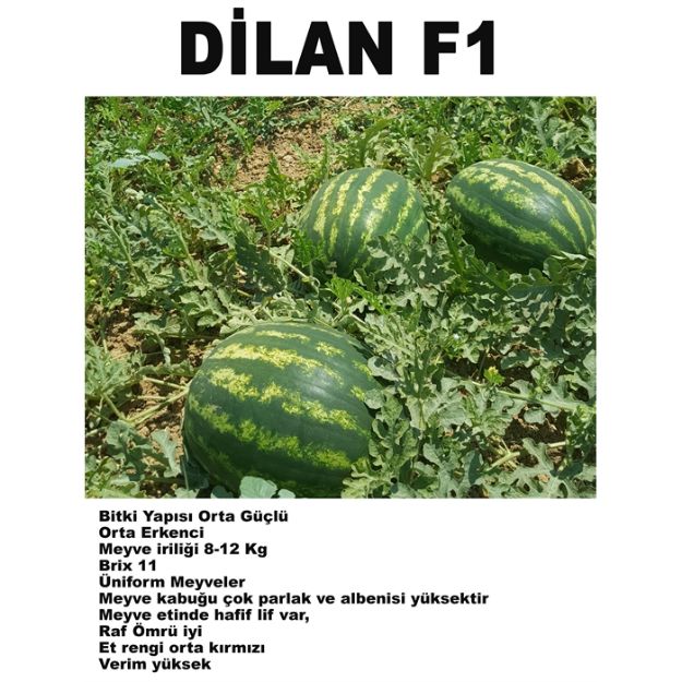 Dilan F1 Karpuz Tohumu resmi