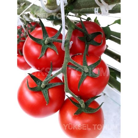 Ezgi F1 Domates Tohumu resmi