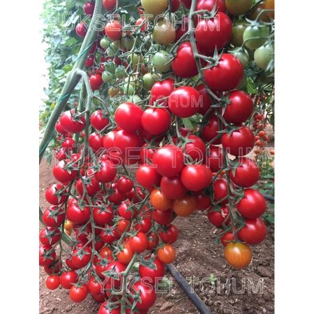 Manço F1 Domates Tohumu resmi