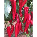 Aydemir Kapya Biber Tohumu resmi