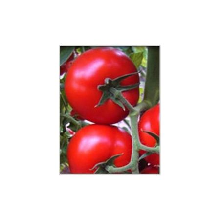 Milas F1 Domates Tohumu resmi