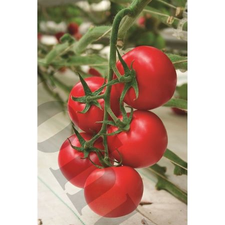 Ege F1 Domates Tohumu resmi