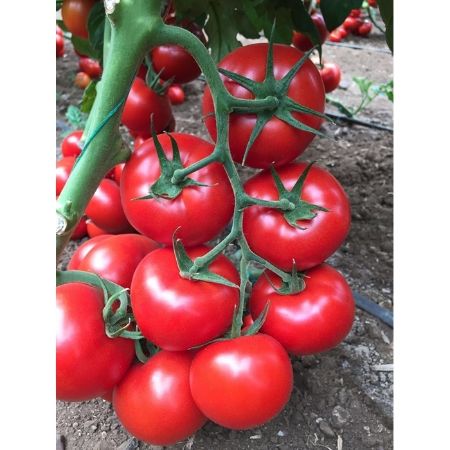 Aslan F1 Domates Tohumu resmi