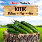 Kıtır F1 Hıyar Tohumu (Badem, Multi) resmi