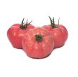 Gusto F1 Domates Tohumu resmi