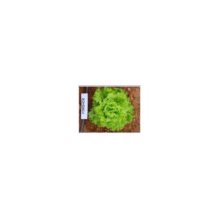 Bohemıa (Kıvırcık) Marul Fidesi resmi