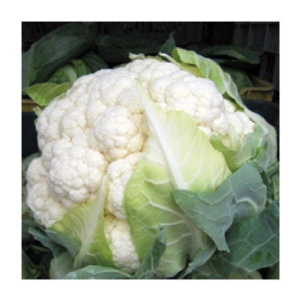 Agenda F1 Karnabahar Tohumu resmi