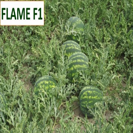 Flame F1 Karpuz Tohumu resmi