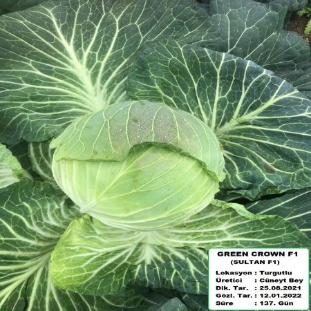 Green Crown F1 (Sultan) Beyaz Lahana Tohumu resmi