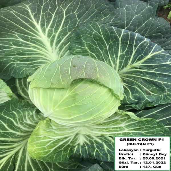Green Crown F1 (Sultan) Beyaz Lahana Tohumu resmi
