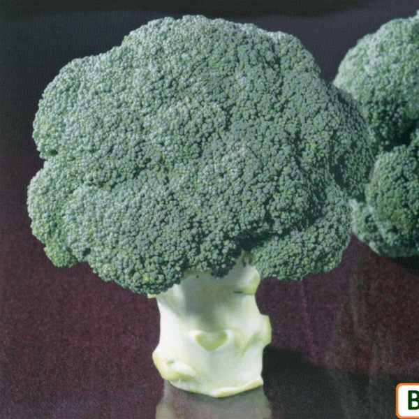 Bestiny F1 Brokoli Tohumu resmi