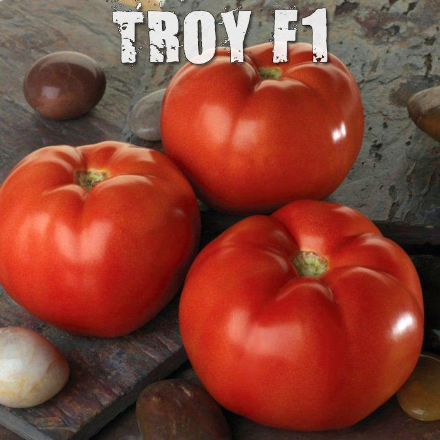 Troy F1 Domates Fidesi resmi