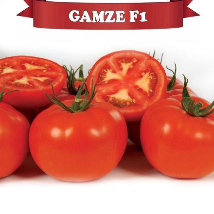 Gamze F1 Domates Fidesi resmi