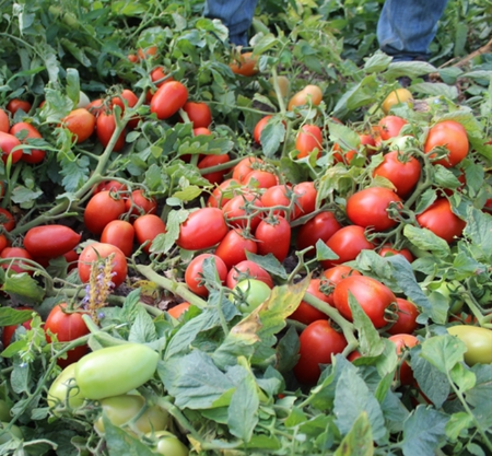 Bolgan F1 Domates Tohumu (Sanayi Domates) resmi