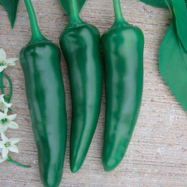 Barut F1 Jalapon Biber Tohumu resmi