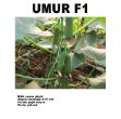 Umur F1 Hıyar Fidesi resmi