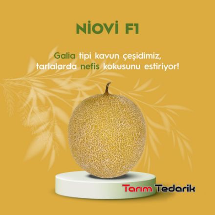 Niovi F1 Kavun Tohumu (Galia) resmi