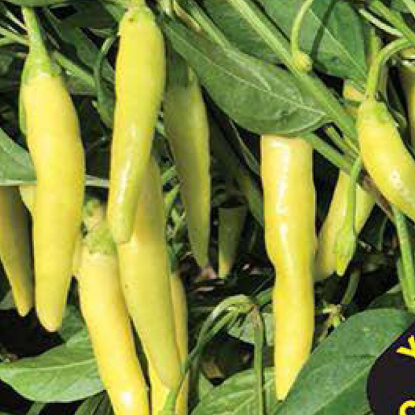 BT Akın 016 (Acı) Biber Tohumu resmi