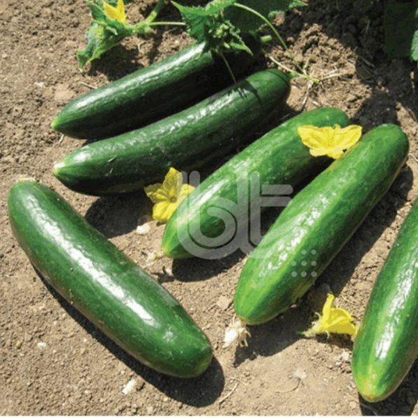 Bursalpha (Beit Alpha Tipi) Hıyar Tohumu resmi