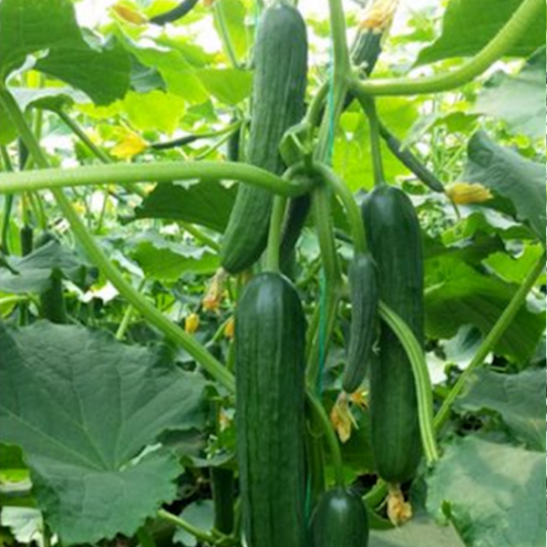 Dalyan F1 Hıyar Tohumu resmi