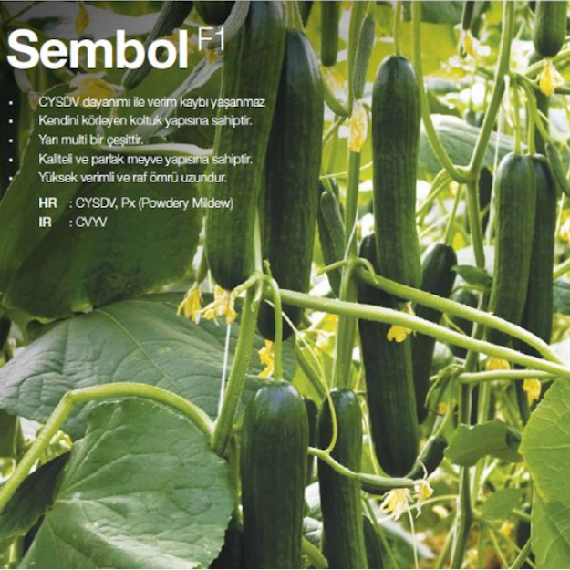 Sembol F1 Hıyar Tohumu resmi