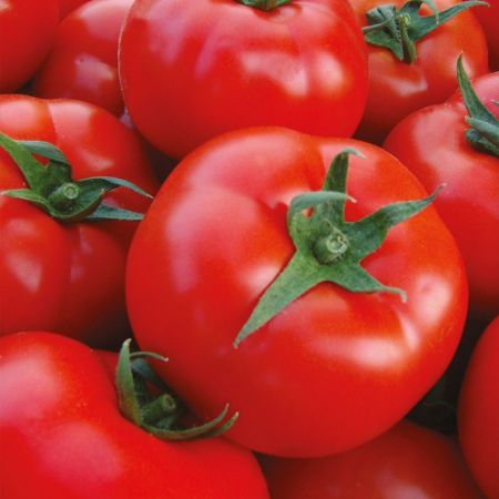 Şahmat F1 Domates Tohumu resmi