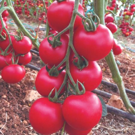 İmza F1 Domates Tohumu resmi