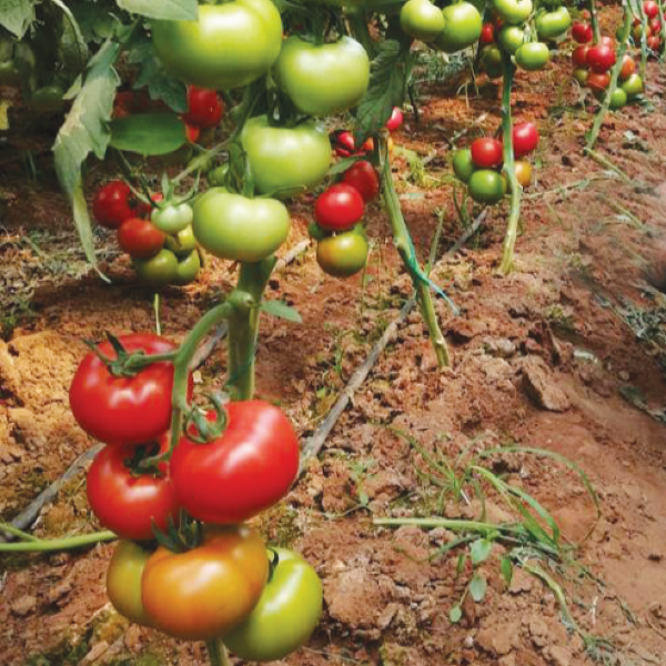 Cazibe F1 Domates Tohumu resmi