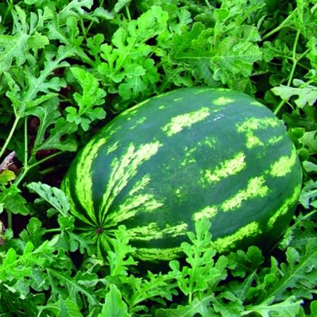 Ceyhan F1 Karpuz Tohumu. resmi