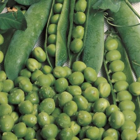 Utrillo Bezelye (İri Tane) - İthal Bezelye Tohumu resmi