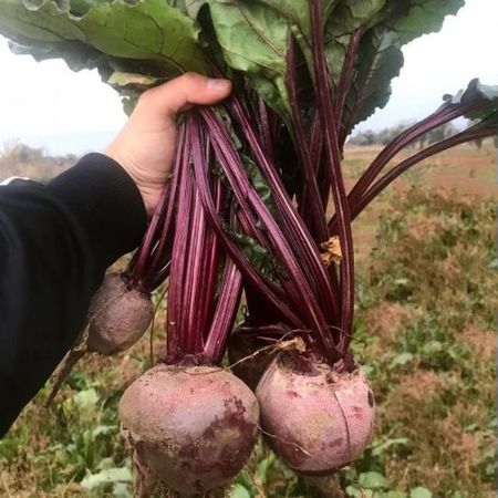 Ninfa F1 Kırmızı Pancar Tohumu resmi