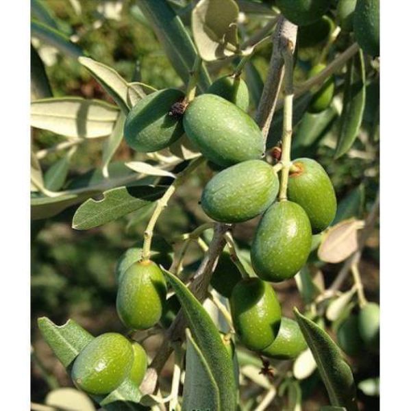 Delice Aşılı Cekişte resmi