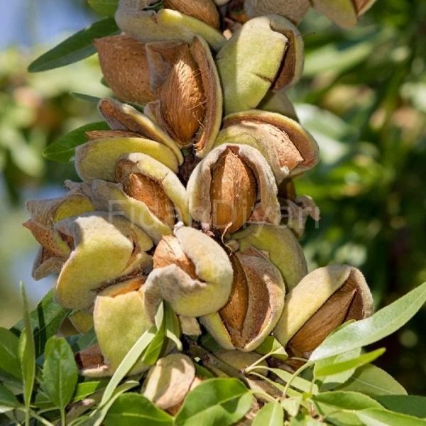 Laurenne Badem resmi