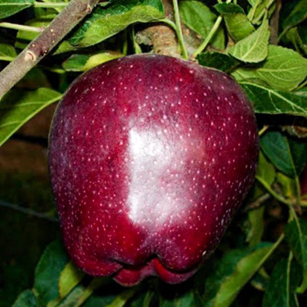 Scarlet Spur Elma resmi