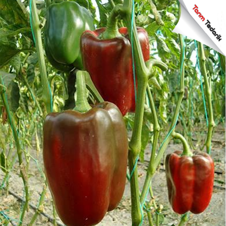 Clair F1 Biber Tohumu (Açık Saha Kırmızı Blok Biber) -Tswv resmi