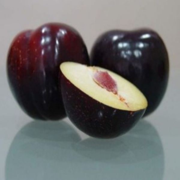 Angeleno Erik Fidanı resmi