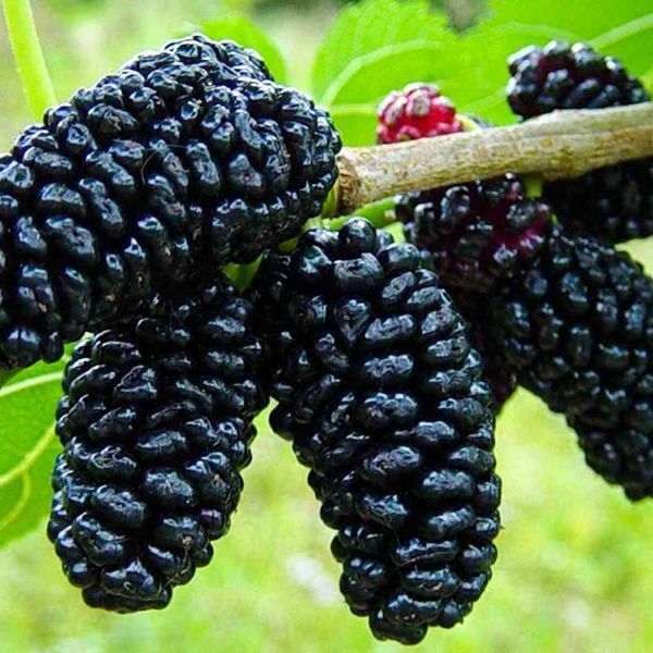 Avustralya Dut Fidanı resmi