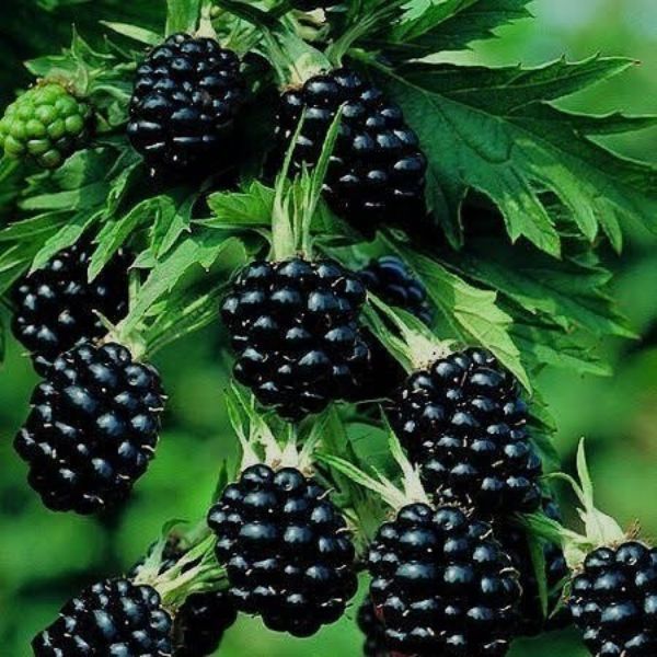 Böğürtlen Fidanı Fidanı resmi