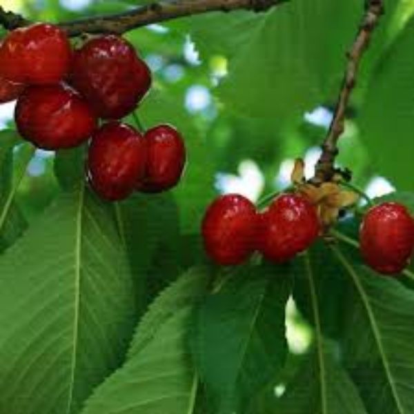 Early Burlat Fidanı resmi