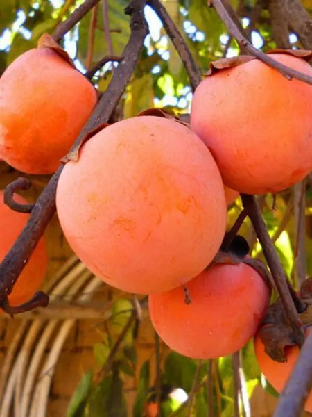 Hachiya Hurma Fidanı resmi