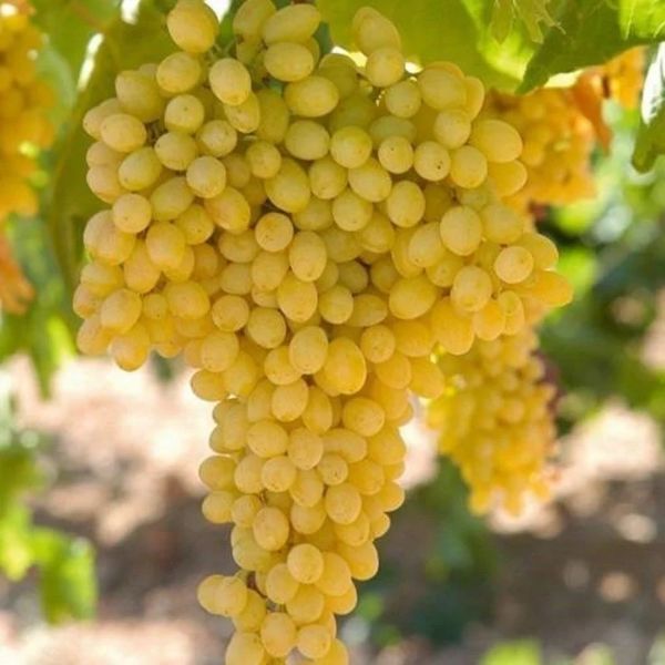 K7 Uzüm Fidanı resmi