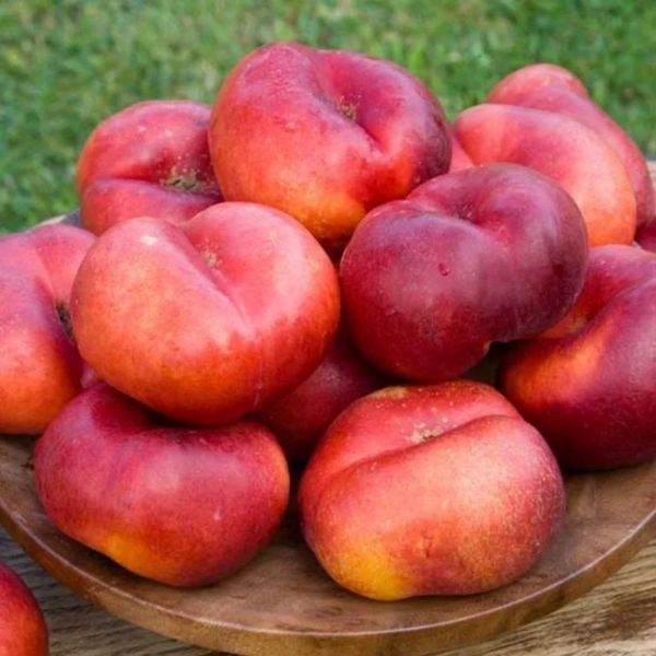 Kırmız Domat Nektarin Fidanı resmi